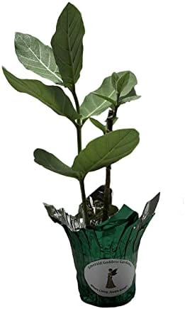 Calotropis Gigantea Giant Milkweed - Live Tropical Tree Plant - Unsual Butterfly Garden Purple Flowers - Emerald Goddess Gardens - Starter Sz 4 Inch Pot - Image 2