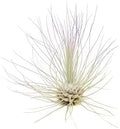 Purple Colorful Tillandsia Air Plants - Long Lasting Color Enhanced Live Tillandsia Succulent House Plants - Home and Garden Decor - Easy Care Indoor and Outdoor (Argentea Thin, Single) by TheAirPlantShop
