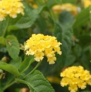 Lantana Plants Live - Yellow Lantana Lola Pack of 3 Live Plants for Planting - 4-6 Inches Tall - Attracts Butterflies, Perfect for Containers & Garden Beds, Low Maintenance - Image 4
