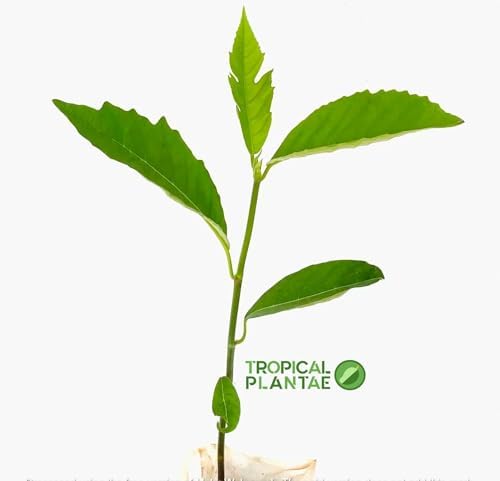 Breadfruit Tree (Artocarpus camansi) – Live Tropical Fruit Tree – USDA Certified - Image 2