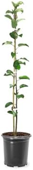 Pink Lady Apple Tree, 1 Gallon Live Nursery Pot, Sweet-Tart Fruit | Arbor Day Foundation (Due to Agricultural Laws, Unavailable to CA, WA or AZ) by ArborDayFoundation