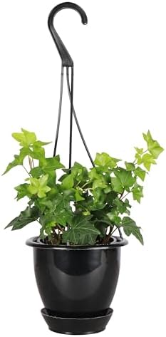 Live Hahn's Green Ivy Plant, Vining Indoor Plant, 4" Pot by ThorsensGreenhouse