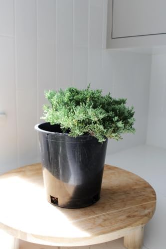 Green Mound Juniper Live, Juniperus Procumbens Nana, 1-Gallon Pot, 2-Pack - Image 7