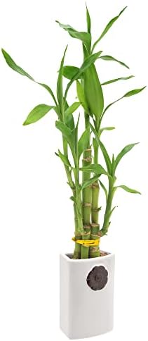 5-Stem Lucky Bamboo, Live Indoor Plant in Contour II Ceramic Planter for Home, Work, or Gift, White ***Cannot Ship to Hawaii*** - Image 2