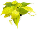 Hopewind Plnats Shop - Philodendron hederaceum Neon Cordatum, Rare Variety, Easy to Care Live Indoor Plant, 4 inch Pot by hopewindplants