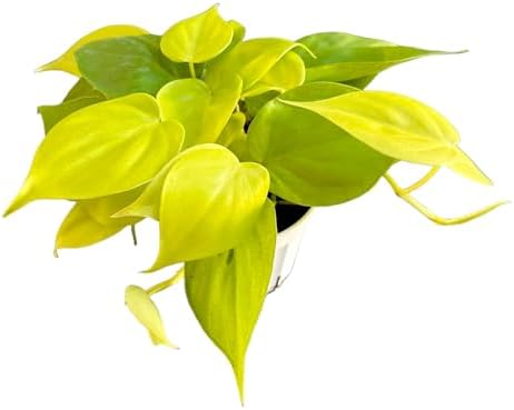 Hopewind Plnats Shop - Philodendron hederaceum Neon Cordatum, Rare Variety, Easy to Care Live Indoor Plant, 4 inch Pot by hopewindplants