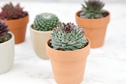 Sempervivum Succulents Plants Live Indoor Plants (5PK), Sempervivum Plants Live Houseplants, Hen and Chicks Live Plants Indoor House Plants, Rosette Succulent Plants in Plant Pots by Plants for Pets - Image 3