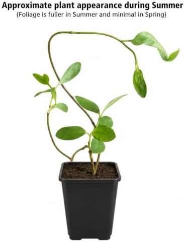 2 Winter Honeysuckle Shrubs - 6-12" Tall Live Plants - Flowering Fragrant Honeysuckle Bushes - Lonicera fragrantissima - (2 Pack) - Image 3