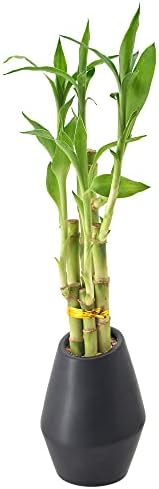 Arcadia Garden Products 5-Stem Lucky Bamboo, Live Indoor Plant in Dimension II Ceramic Planter for Home, Work, or Gift, Black ***Cannot Ship to Hawaii*** - Image 2