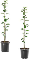 Red Delicious Apple Tree, 2 Trees, 1 gal Nursery Pot by Unknown