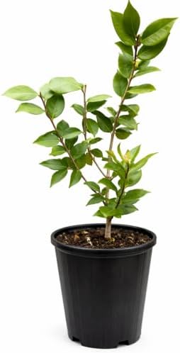 High Fragrance Camellia - 12-18" Tall Live Plant - Gallon Pot - Image 2