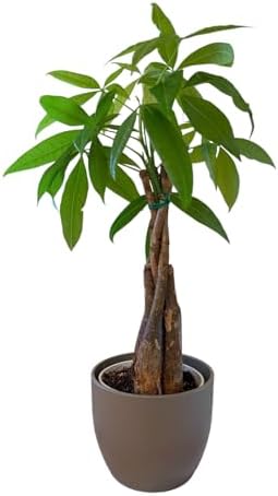 Money Tree Live Plant | 14-22 Inches Tall Bonsai | Easy to Grow Indoor Houseplant | Home, Office, or Room Decor | Birthday, Housewarming Gift (Slate) - Image 2