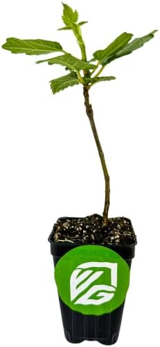 Violette de Bordeaux Fig Tree Live Plant - Ficus carica - Wellspring Gardens - Live Starter Fruit Plant for Your Indoor or Outdoor Garden - Image 3