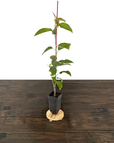 Sweetheart Cherry Tree - 1 Plant - Edible Grafted Fruit Tree - Image 5