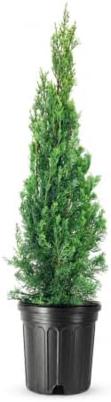 Italian Cypress | 1 Extra Large Trade 3 Gallon Tree | Cupressus sempervirens | Narrow Evergreen Plants | Tall Privacy Landscaping | Upright Ornamental Outdoor Plant by FloridaFoliage