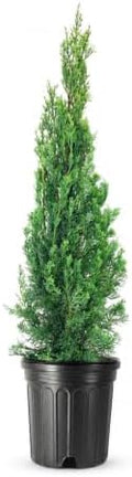 Italian Cypress | 1 Extra Large Trade 3 Gallon Tree | Cupressus sempervirens | Narrow Evergreen Plants | Tall Privacy Landscaping | Upright Ornamental Outdoor Plant by FloridaFoliage