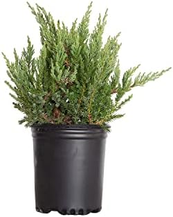 Parsoni Juniper (2.5 Quart) Low-Growing Evergreen Shrub with Grayish Blue-Green Foliage - Live Outdoor Full Sun to Part Shade Plant by Plants+by+Mail
