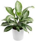 Costa Farms Chinese Evergreen, Live Indoor Plant, Easy Care, Home Decor by Unknown