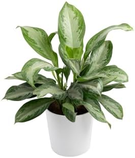 Costa Farms Chinese Evergreen, Live Indoor Plant, Easy Care, Home Decor by Unknown