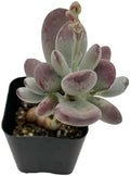 Sprout N Green Cotyledon Orbiculata cv. Live Succulent Plant by SproutNGreen