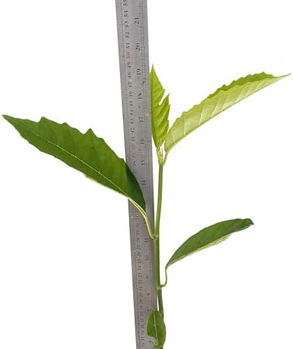 Breadfruit Tree (Artocarpus camansi) – Live Tropical Fruit Tree – USDA Certified - Image 3