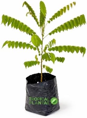 Bilimbi Tree (Averrhoa Bilimbi) – Live Tropical Fruit Tree – Cucumber Tree – USDA Certifi - Image 2