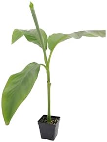 Greenwood Nursery: Live Perennial Plants - Musa Basjoo Cold Hardy Banana - [Qty: 10x Pint Pots] - (Click for Other Available Plants/Quantities) - Image 2