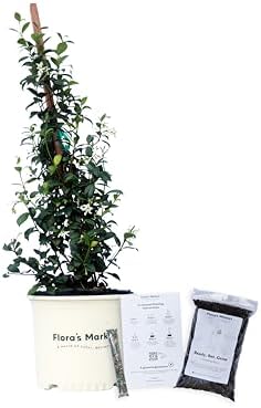 Confederate Jasmine - Includes Planting kit (3 Gallon) by FlorasMarket
