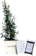 Confederate Jasmine - Includes Planting kit (3 Gallon) by FlorasMarket