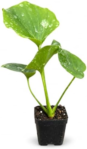 Philodendron Hope Live Plant - Easy Care Tropical Indoor Houseplant by NYCitySucculents