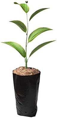 100 PCS Nursery Bags for Plants Fruit Flower, 6.69x11.81 in by frjjthchy