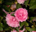 October Magic Pink Perplexion Camellia, 1 Gallon, Pink Double Flowers, 4-5 ft Height and Width, Fall Blooming Shrub by Unknown
