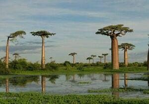 Baobab Bonsai Tree Seeds - 5 Seeds to Grow - Highly Prized Baobab Tree - Ships from Iowa. Exotic Indoor Bonsai Seeds to Grow - Image 2