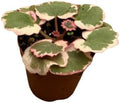 Begonia Saxifraga Live Plant - Variegated Strawberry Indoor Houseplant by NYCitySucculents