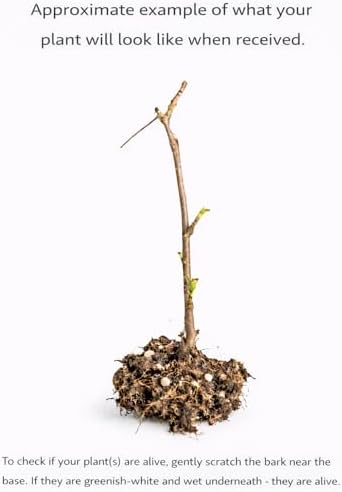 Boreal Beauty Honeyberry (Haskap) Shrub - 6-12" Tall Live Plant - Image 2
