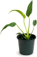Monstera Burle Marx Flame Live Plant - Rare Split Leaf Tropical by NYCitySucculents