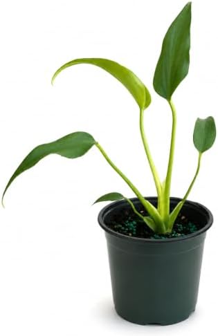 Monstera Burle Marx Flame Live Plant - Rare Split Leaf Tropical by NYCitySucculents