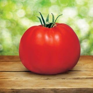 Park Seed Variety of Tomato Seeds, Whopper CR Improved Hybrid, Pack of 250 by ParkSeed