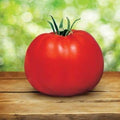 Park Seed Variety of Tomato Seeds, Whopper CR Improved Hybrid, Pack of 250 by ParkSeed