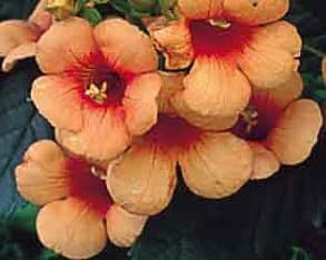 Indian Summer Trumpet Vine Plant - Campsis - 2.5" Pot - Image 3