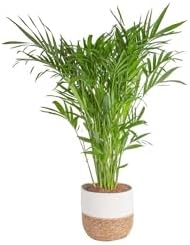 Costa Farms Cat Palm, Live Indoor Plant, Tropical Decor, 3-4 Ft. Tall by Unknown