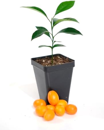 Kumquat Tree Starter Plant. Fortunella Margarita. 3" - 5" by Gerald+Winters+and+Son
