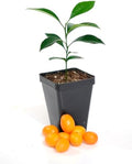 Kumquat Tree Starter Plant. Fortunella Margarita. 3" - 5" by Gerald+Winters+and+Son