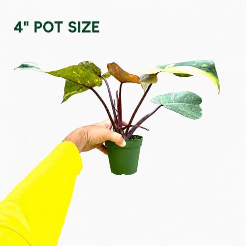Philodendron Orange Princess Live Plant, Rare Variegated Houseplant - 4" - Image 3