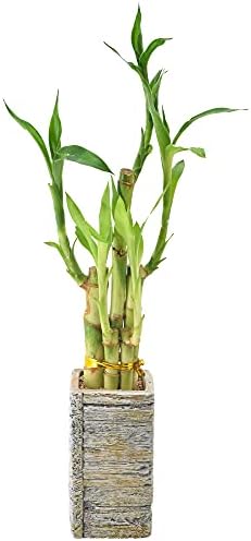 5-Stem Lucky Bamboo, Live Indoor Plant in Aged Wood Planter for Home, Work, or Gift, Light ***Cannot Ship to Hawaii** - Image 3
