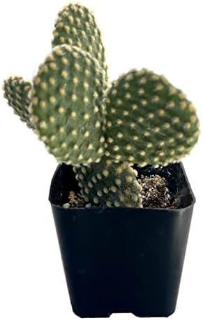 Live Mini Cactus Plants (8 Pack), Assorted Potted Cacti Variety Pack - Image 2