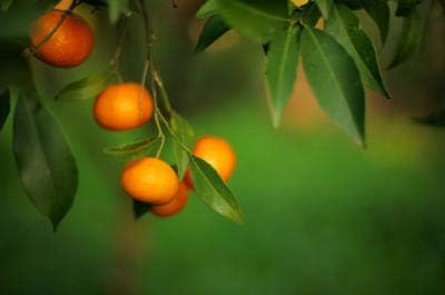 Brighter Blooms Owari Satsuma Mandarin Tree, 2-3 ft. - Image 3