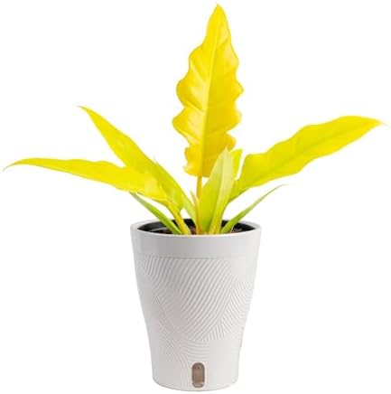 Costa Farms Golden Crocodile Philodendron, Live Indoor Tropical Plant by Unknown