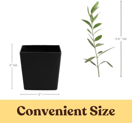 Olive Tree Live Plant, Dwarf Bonsai Starter, Indoor, 2in Pot, 5-Pack - Image 4