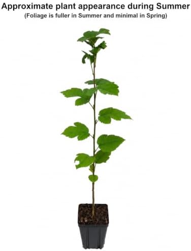Sargent Crabapple Tree - 10-16" Tall Live Plant - Quart Pot - Image 3